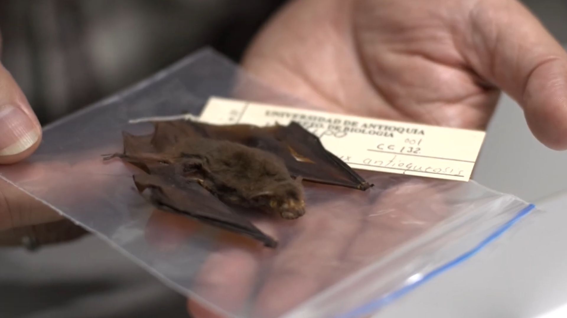 Con investigación genética, estudiante UdeA contribuye a la conservación del tití cabeciblanco