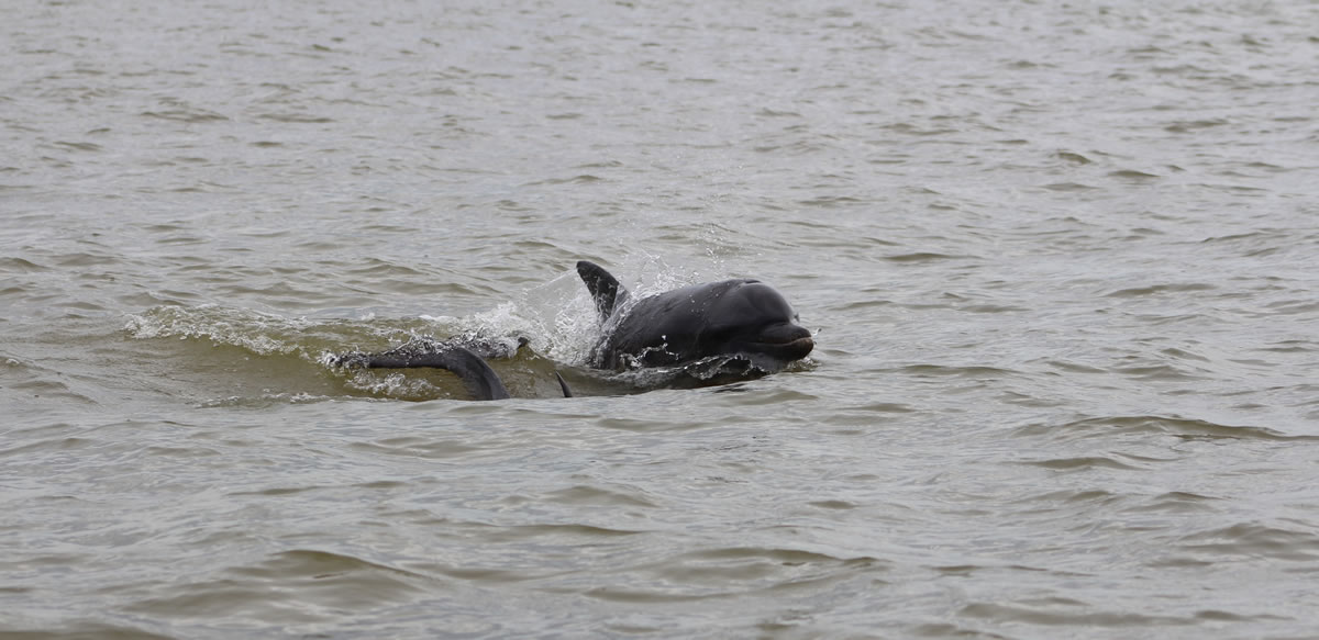 Delfines golfo de Urabá