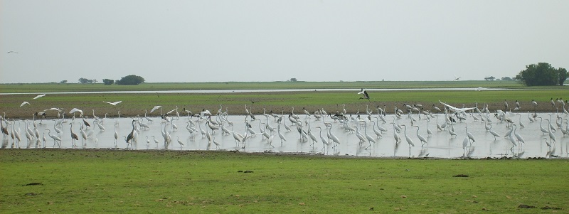 cienaga de ayapel