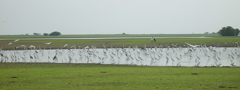  cienaga de ayapel