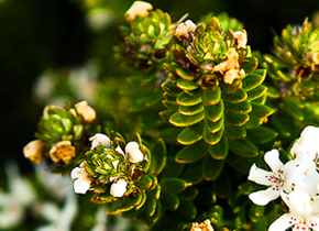 Close up of flowering bush