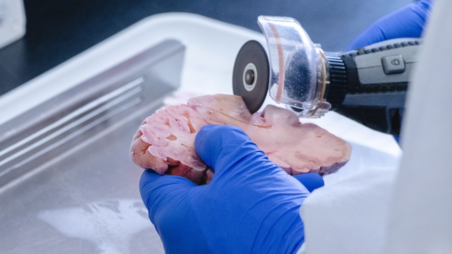 Con investigación genética, estudiante UdeA contribuye a la conservación del tití cabeciblanco