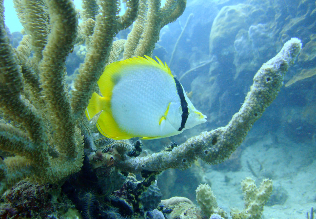 Corales
