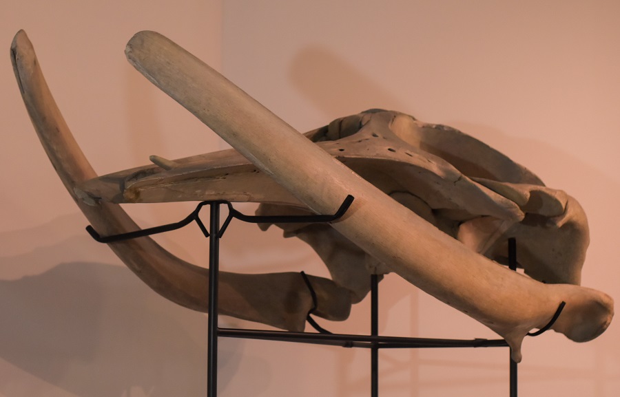 La UdeA ganó recursos del Fondo Ibermuseos para el cuidado de su Colección de Ciencias