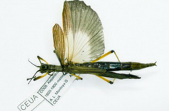 Eventos científicos 