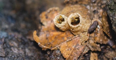 University City hosts 301 stingless bee nests
