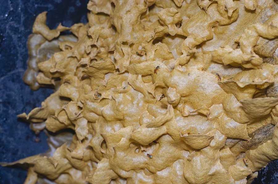 A close-up of a pile of brown material

AI-generated content may be incorrect., Imagen