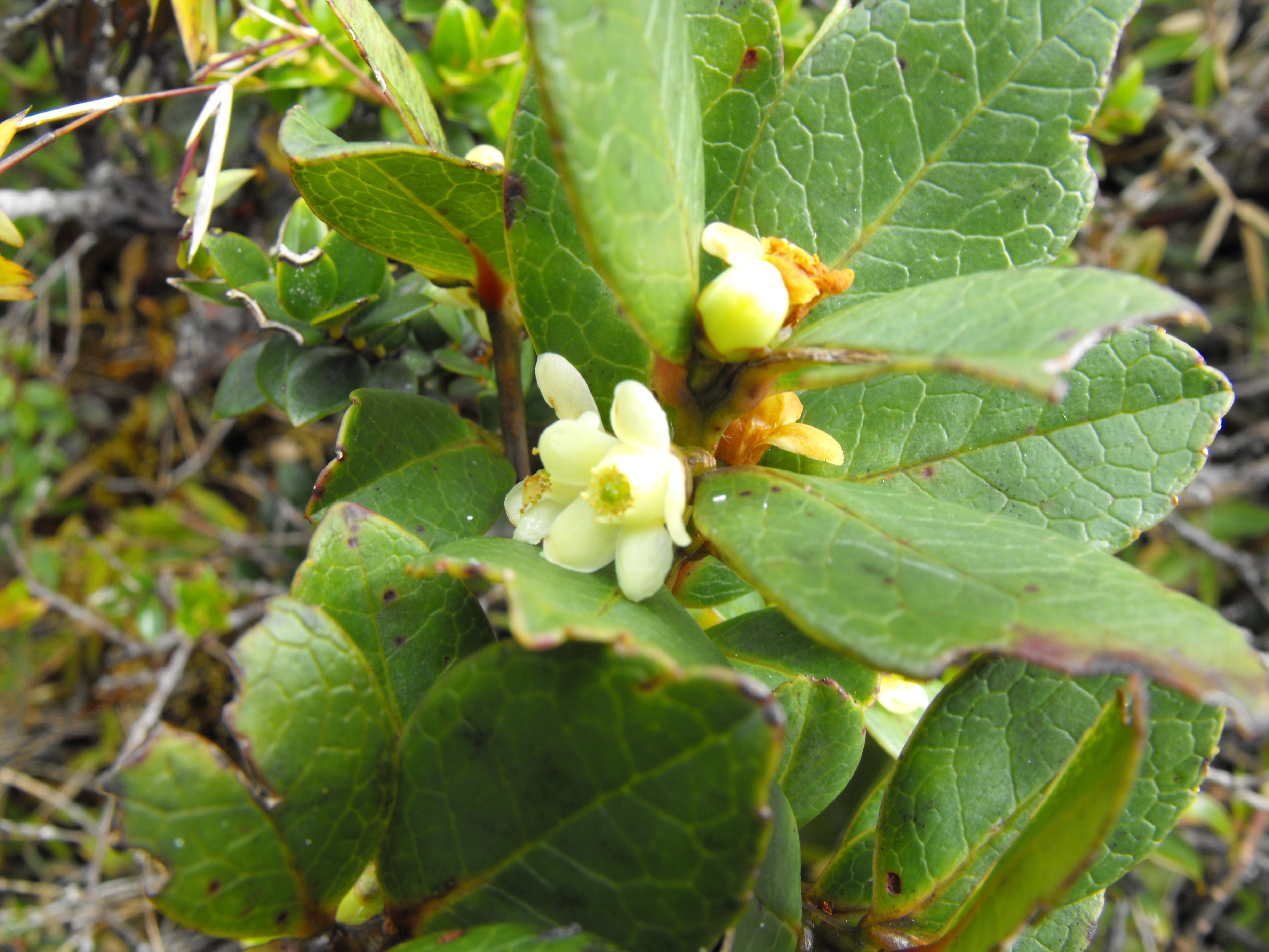 Estudiantes graduados