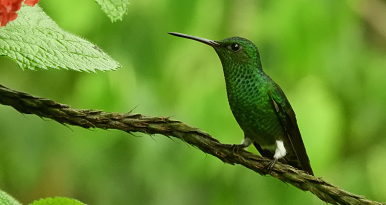 foto de colibrí