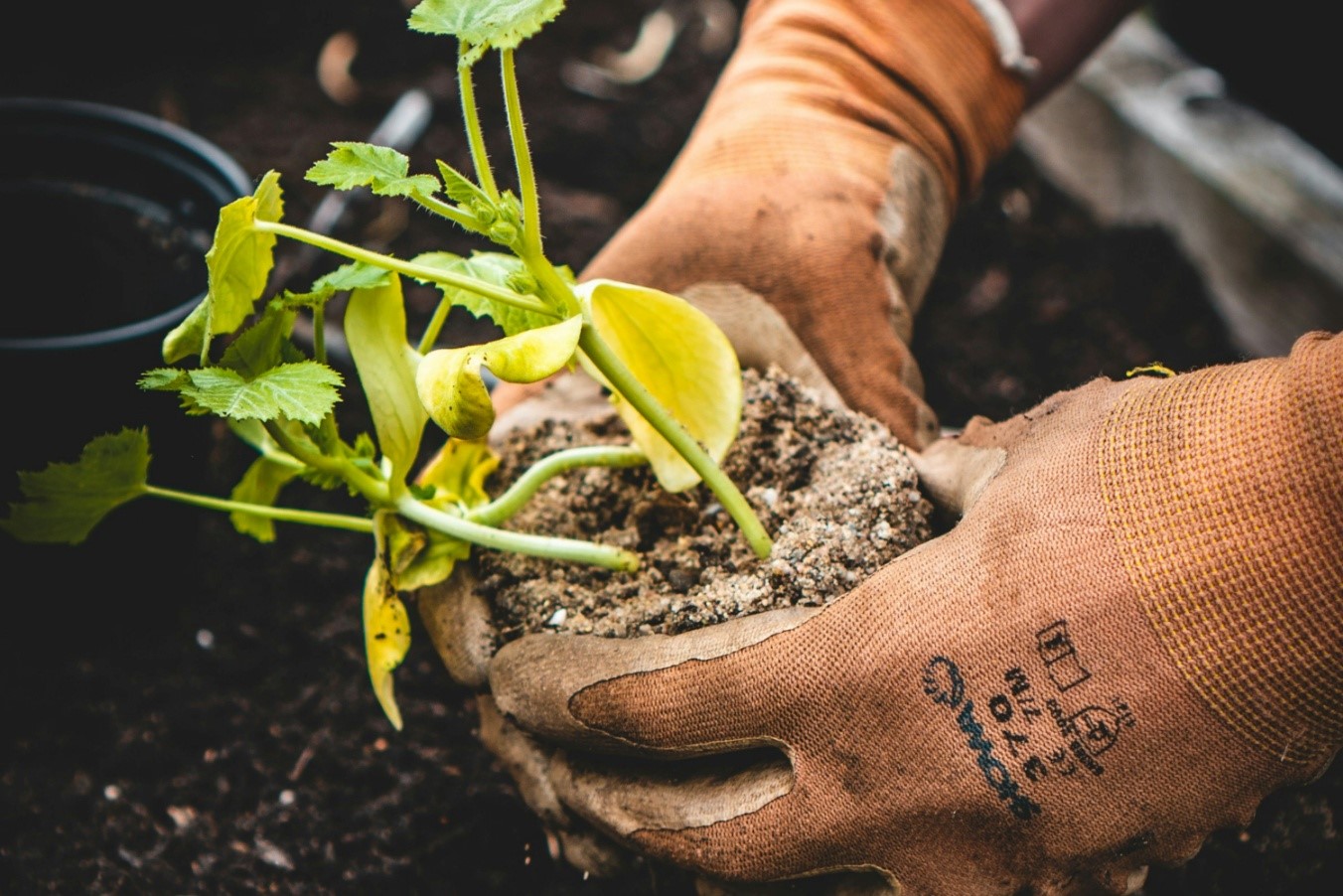 A person holding a plant

AI-generated content may be incorrect.