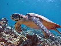 Hawksbill turtles are one of the most overexploited species of sea turtles in the world