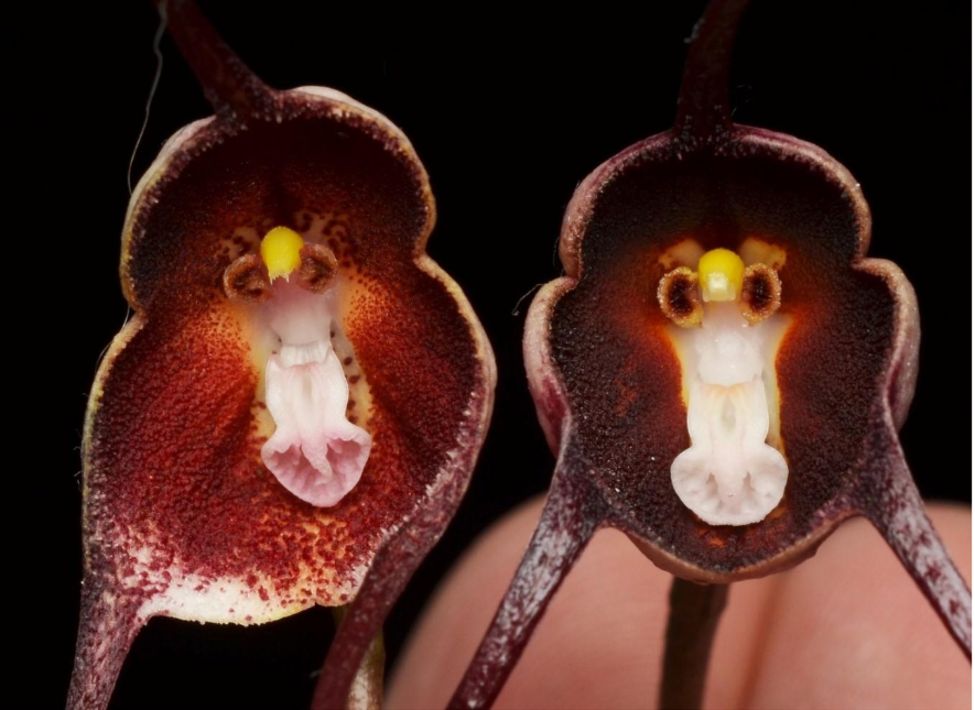 Imagen que contiene pastel, tabla, café, chocolate

El contenido generado por IA puede ser incorrecto.