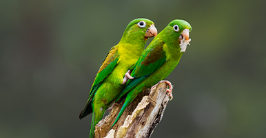 Las aves quieren decirte algo