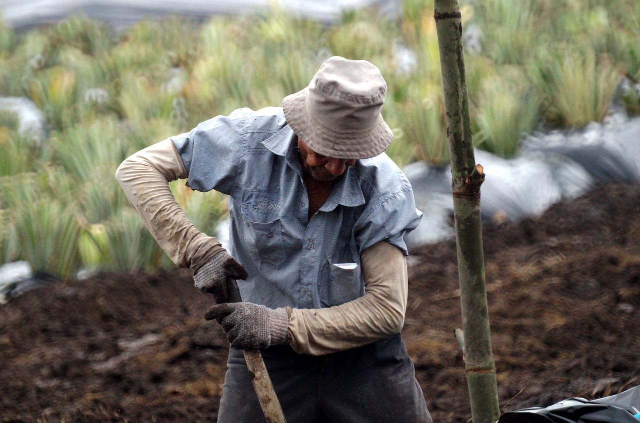 Adulto mayor en el campo