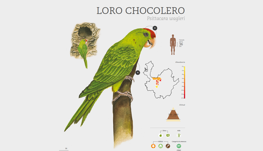 Infografía sobre el Loro Chocolatero