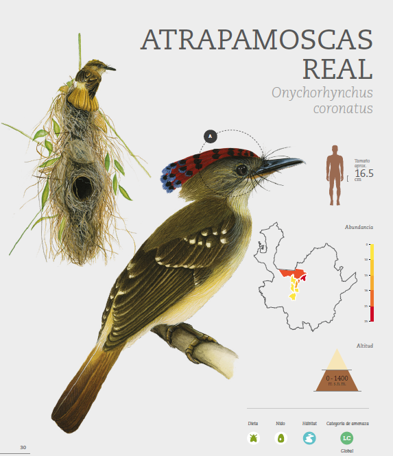 Infografía sobre el ave Atrapamoscas Real