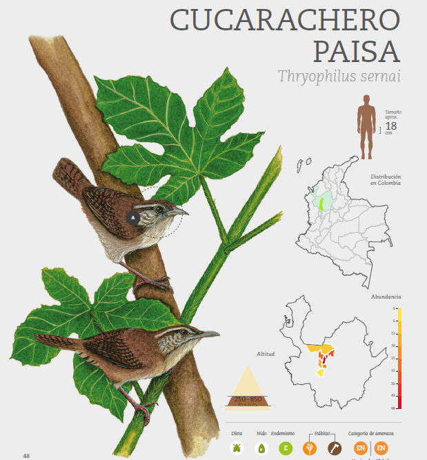 Infografía sobre el ave Cucarachero Paisa