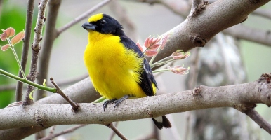 Birds Studied at the Universidad de Antioquia 