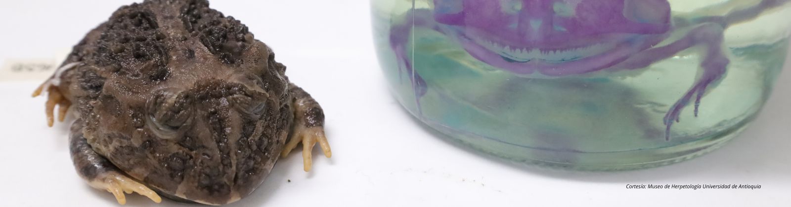 Museo de Herpetología