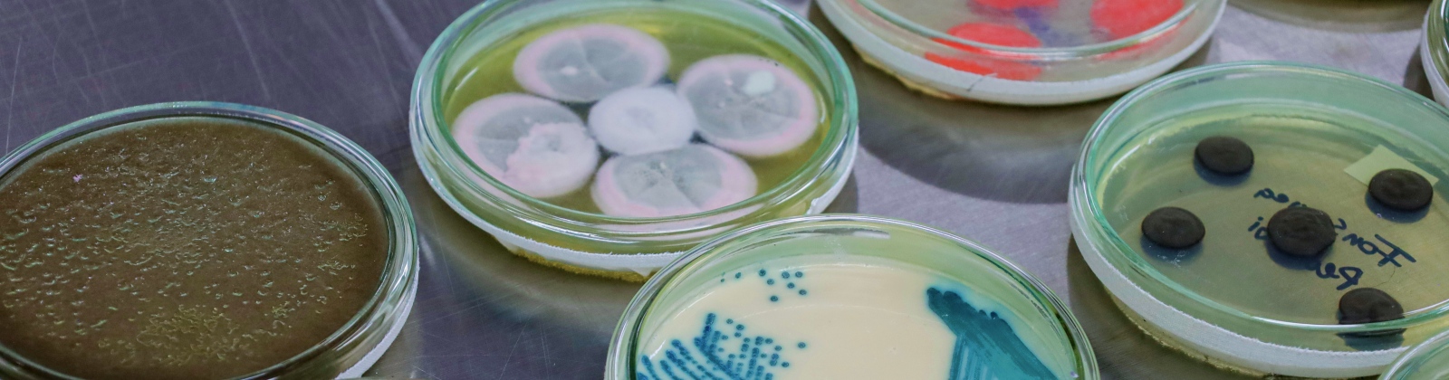 Colección de Microorganismos