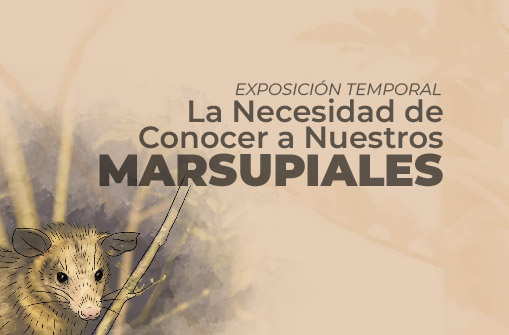 La Necesidad de Conocer a Nuestros Marsupiales