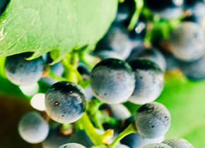 Close up of grapes on the vine