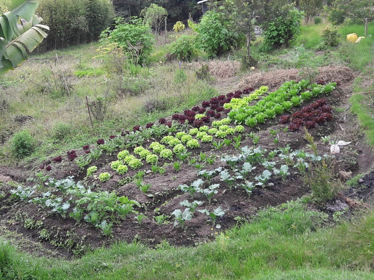 The cultivation of native and creole species