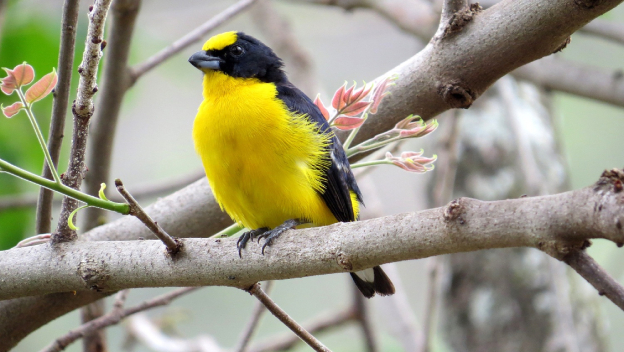 Las aves que «estudian» en la Universidad de Antioquia 