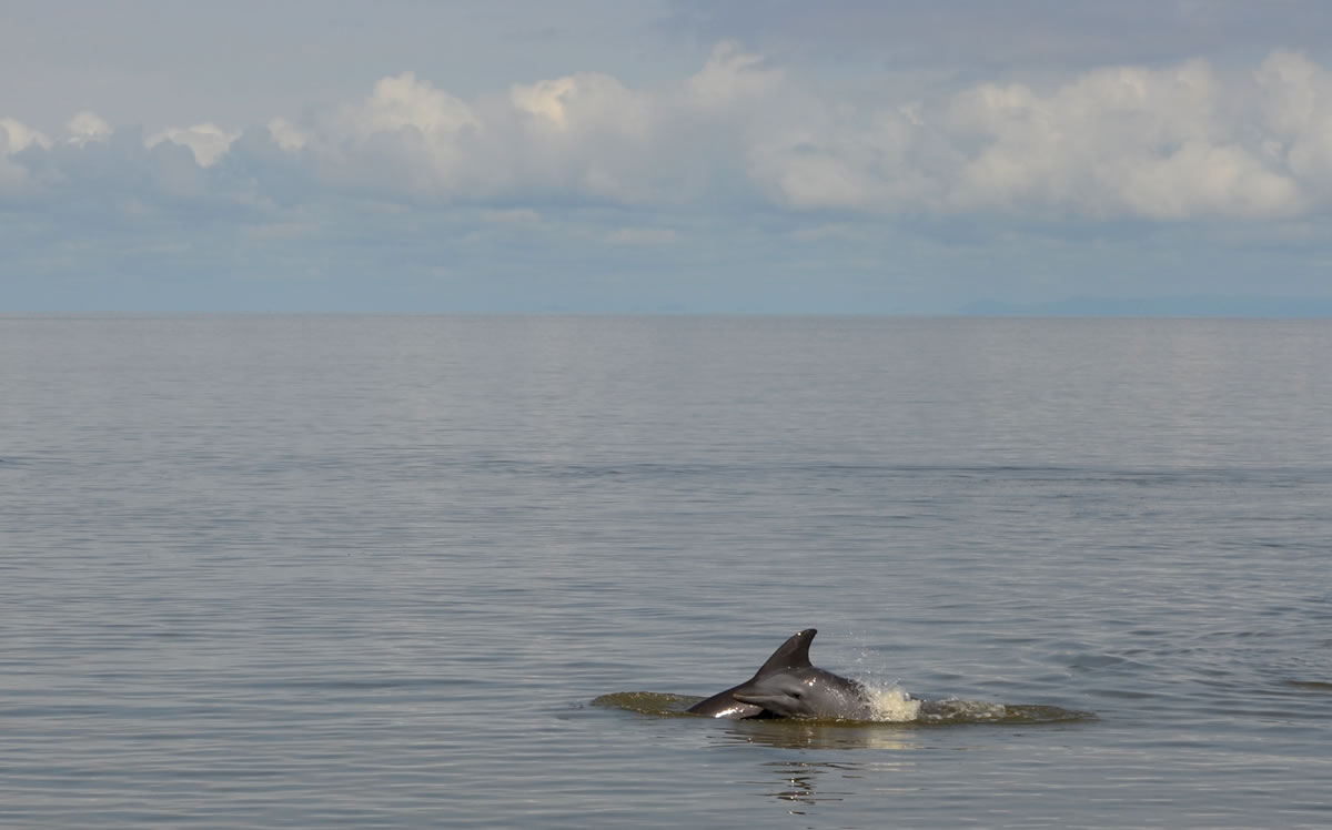 Delfines golfo de Urabá