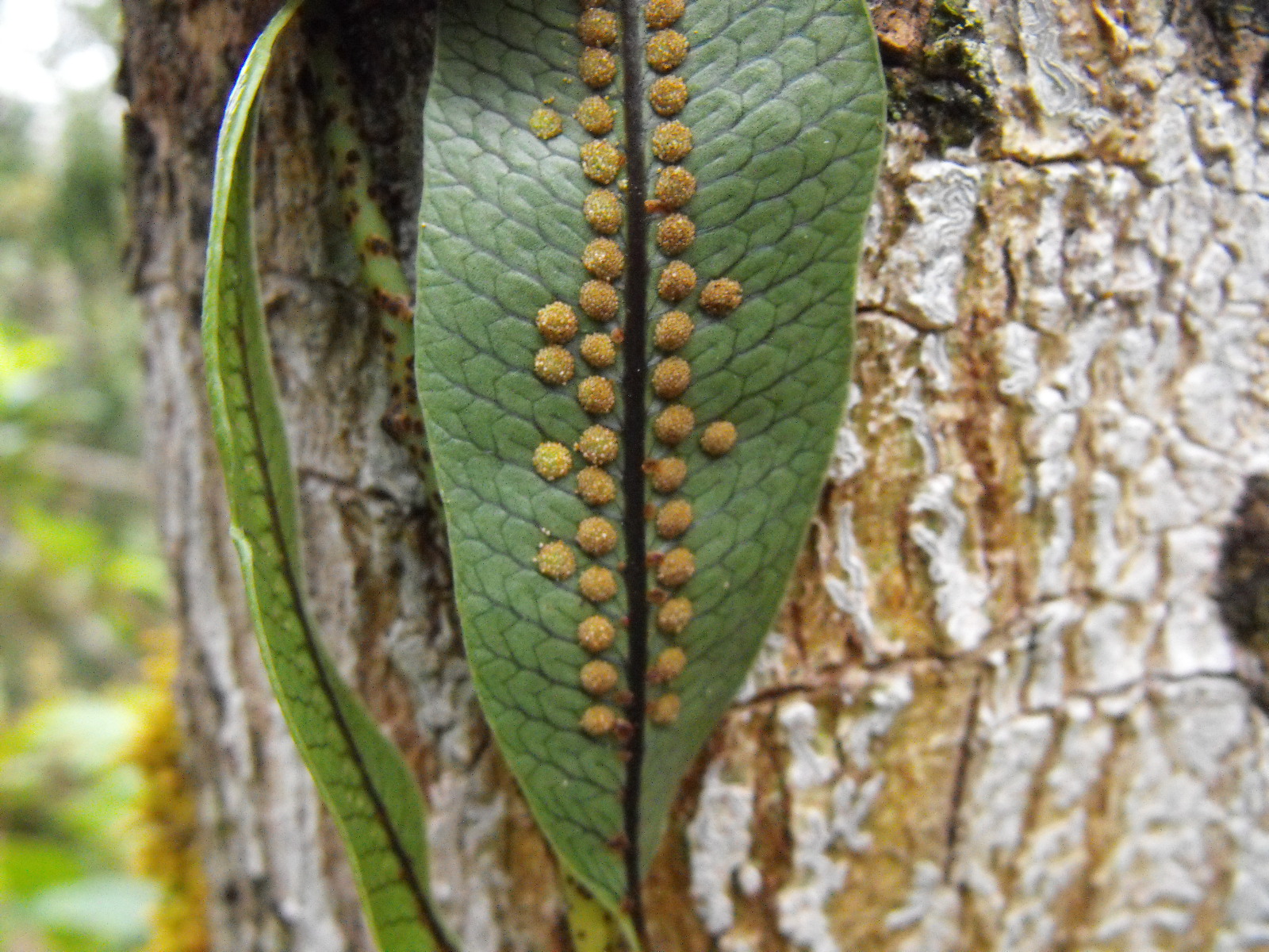Flora de los páramos