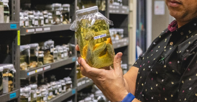 Museo de Herpetología Universidad de Antioquia (MHUA)