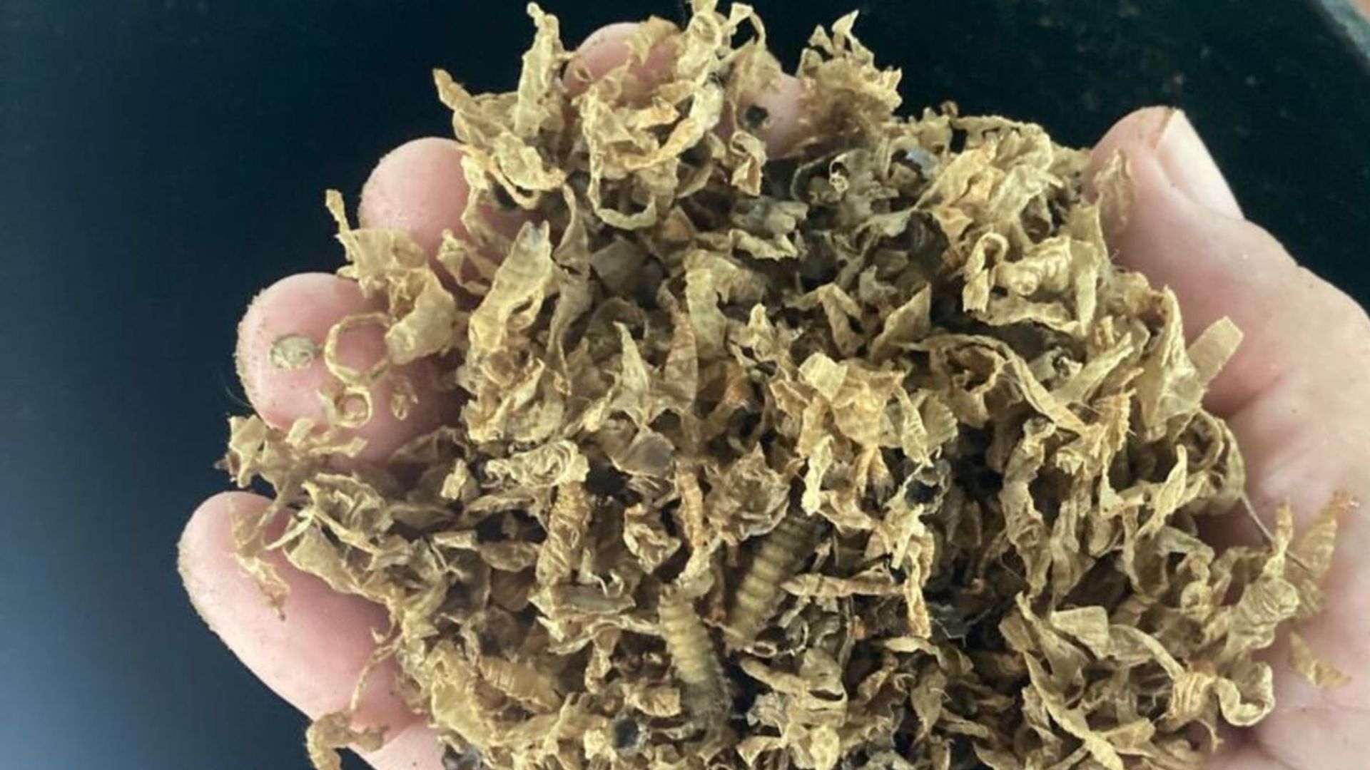 Con investigación genética, estudiante UdeA contribuye a la conservación del tití cabeciblanco