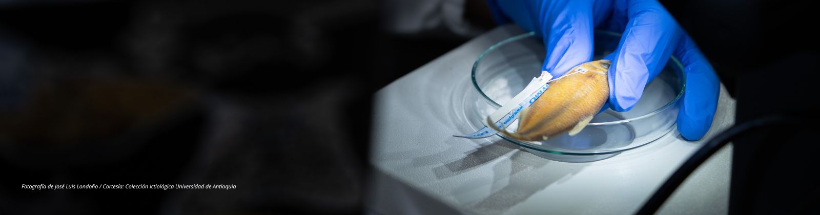 Colección Ictiológica