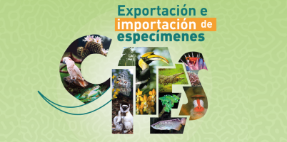 Con investigación genética, estudiante UdeA contribuye a la conservación del tití cabeciblanco