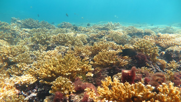 Asociaciones de resistencia en los corales del Pacífico