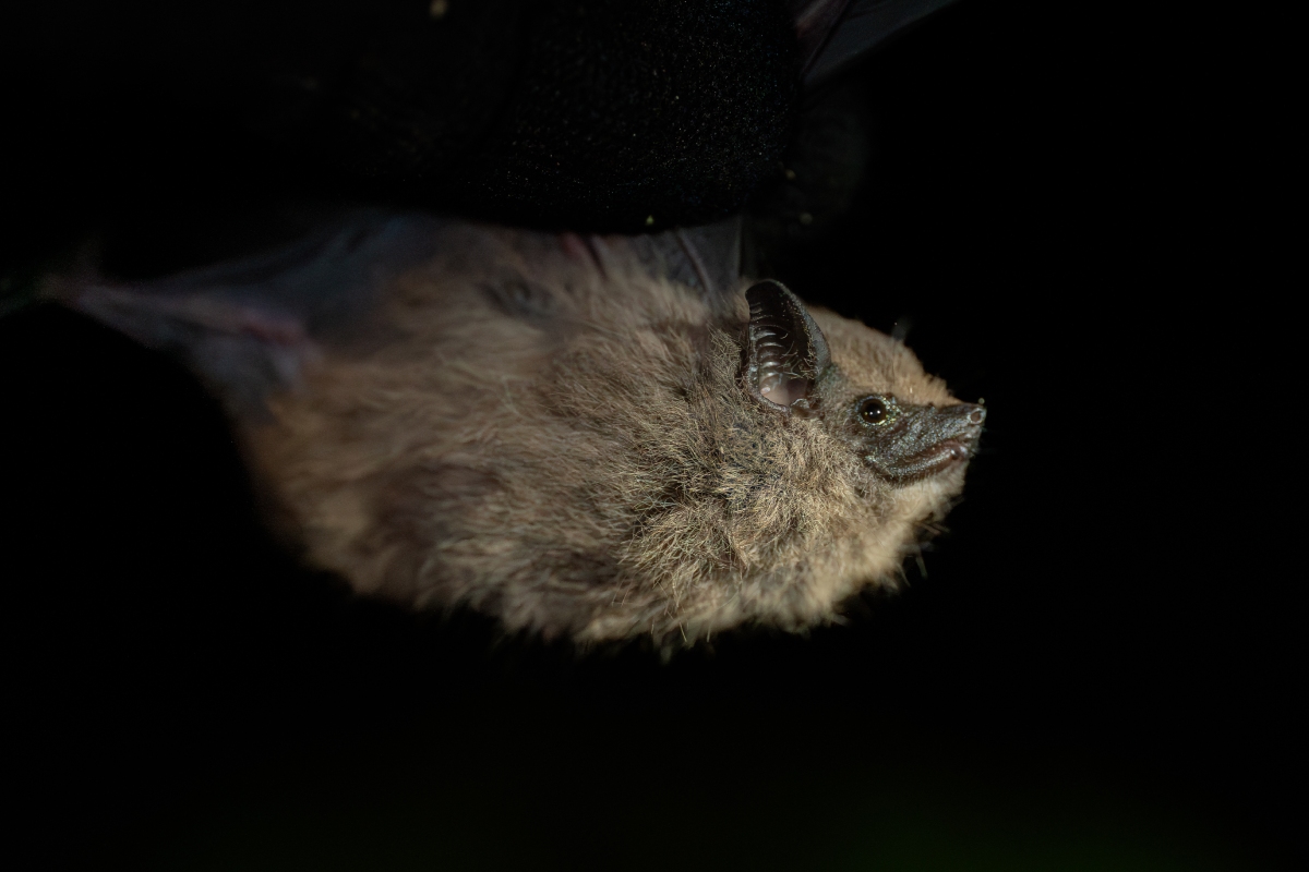Se observa una imagen de el murciélago redescubierto