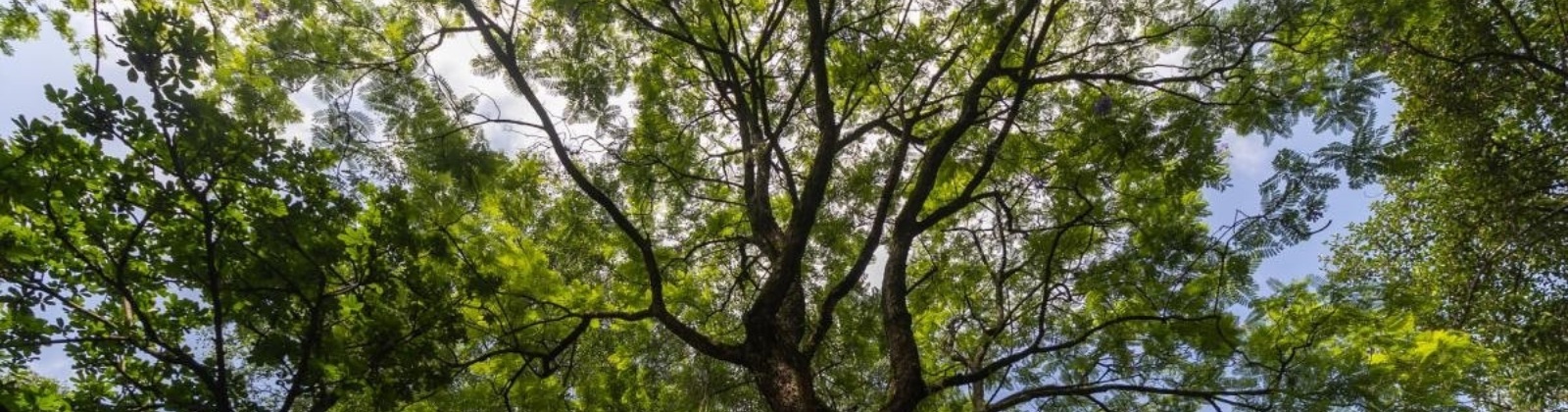 Six trees reveal clues about Medellín’s air