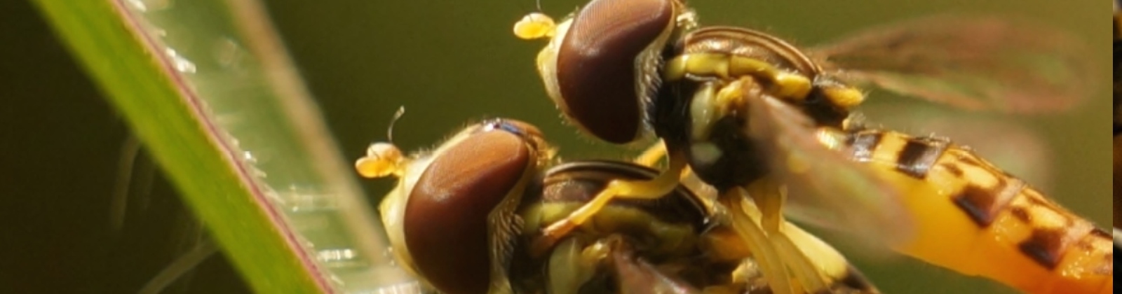A guide to the insects and fungi of Porce II and Porce III
