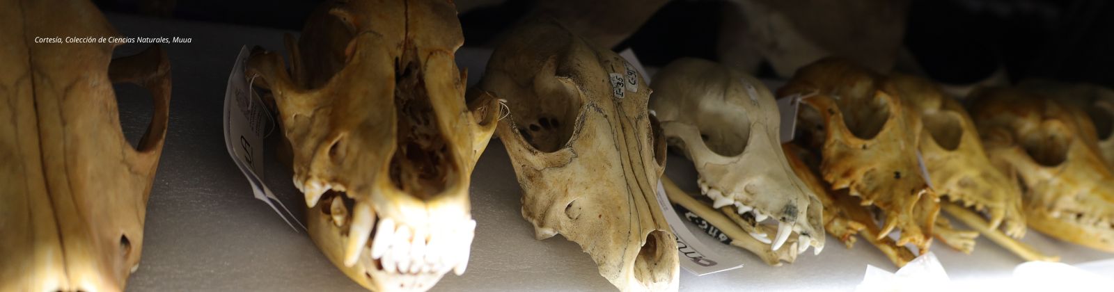 Colección de Ciencias Naturales