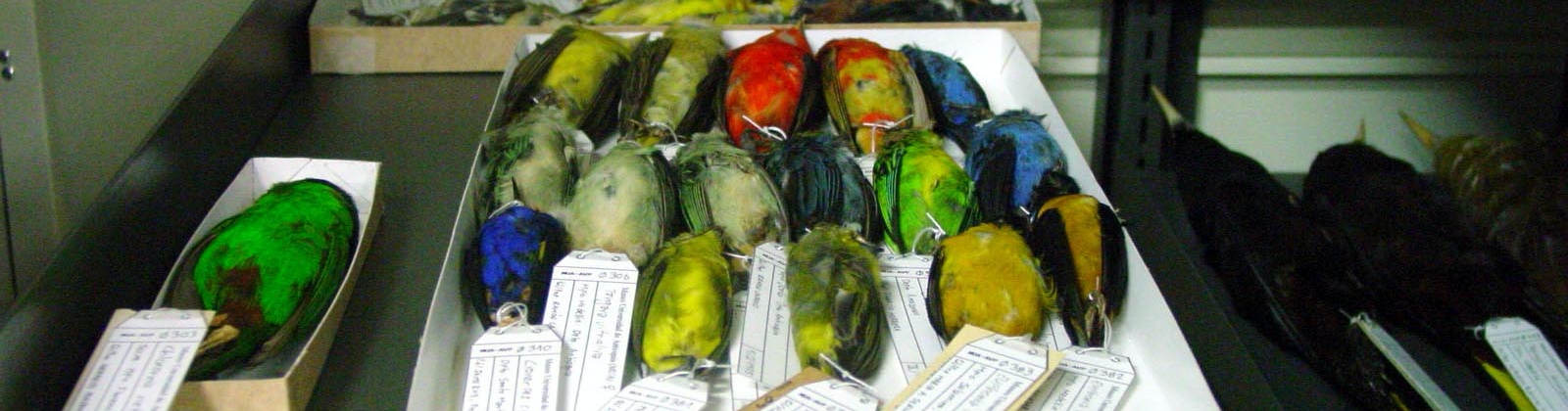 Colección de Ciencias Naturales