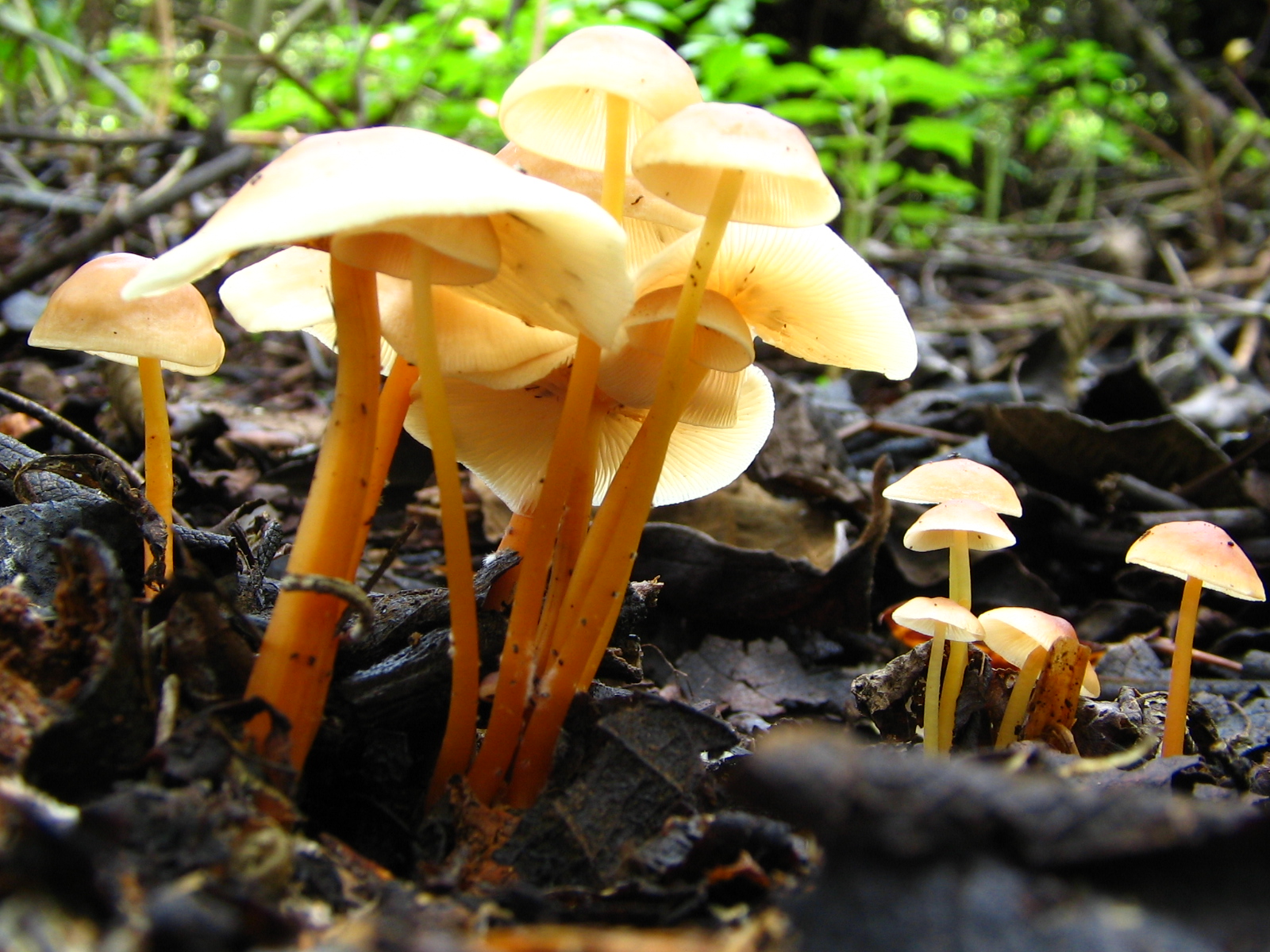 Eventos científicos