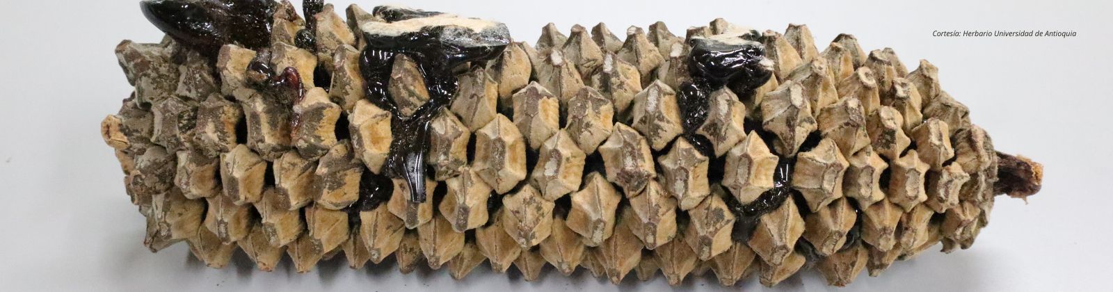 Herbario Universidad de Antioquia