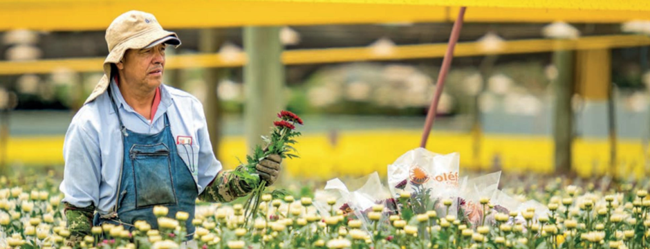 Operario en un cultivo de flores