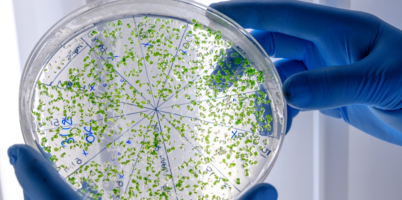 Con investigación genética, estudiante UdeA contribuye a la conservación del tití cabeciblanco