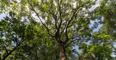 Six trees reveal clues about Medellín’s air