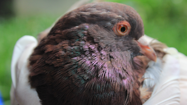 Con nuevo estudio, Campus Biodiverso impulsa el bienestar de las palomas que habitan en la UdeA