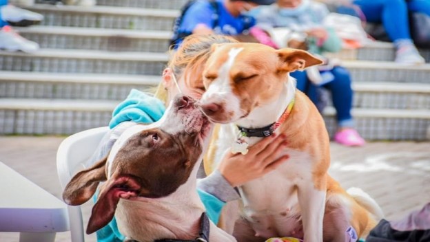 Dos Animóviles recorren Antioquia para garantizar el bienestar de perros y gatos