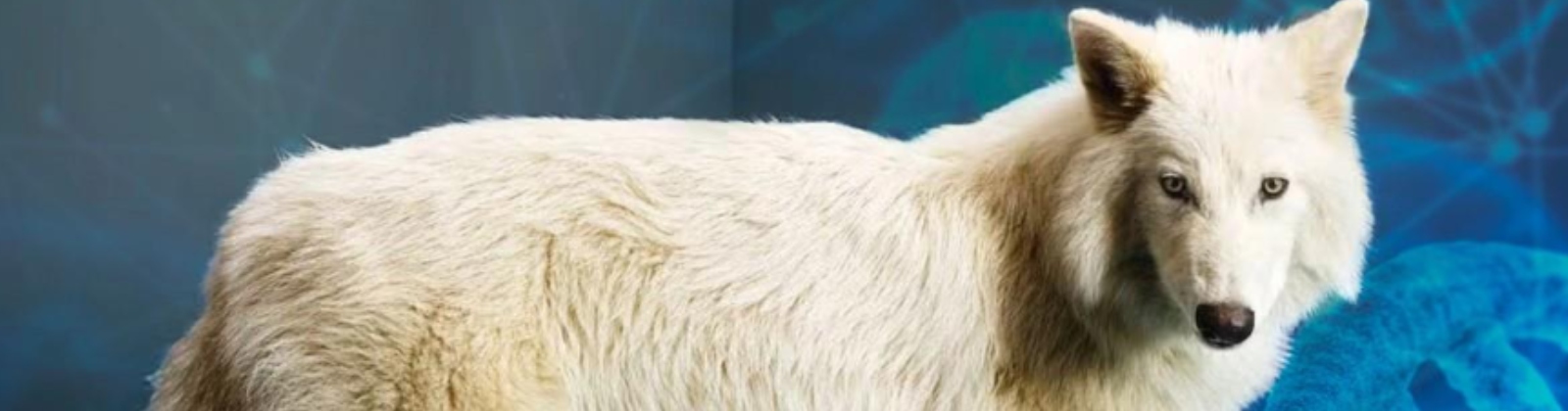 Reviving species: a journey of challenges and questions