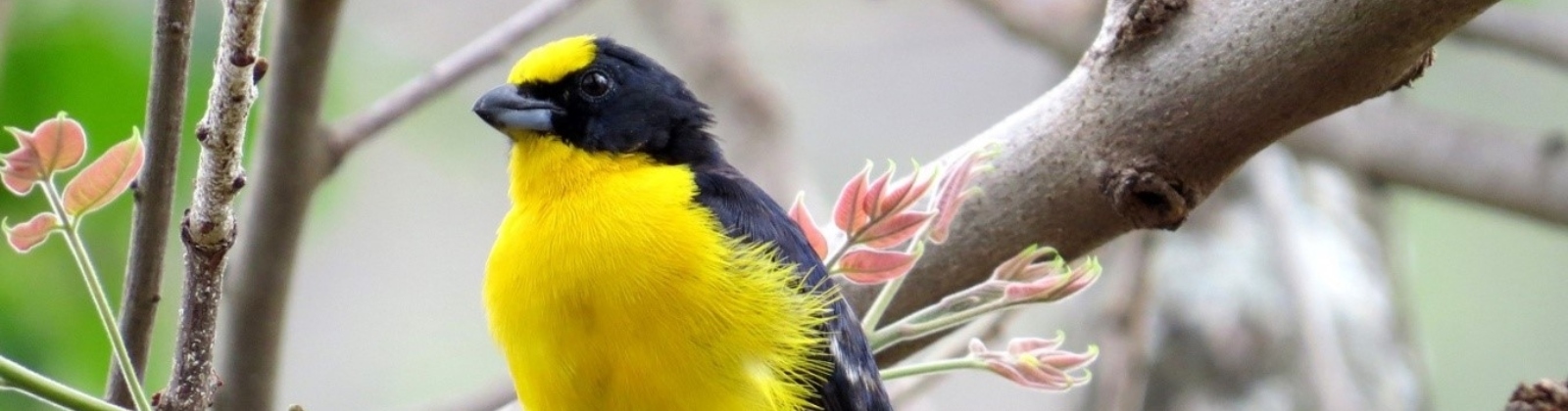 Birds Studied at the Universidad de Antioquia