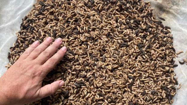 Larvas de la mosca soldado negra, una alternativa para la alimentación animal